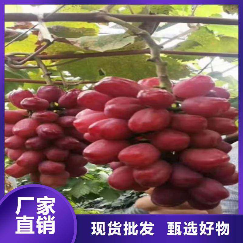 火焰无核葡萄树苗