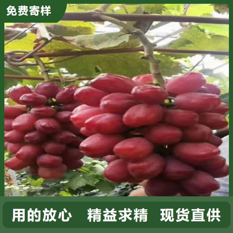 维多利亚葡萄树苗多少钱一株