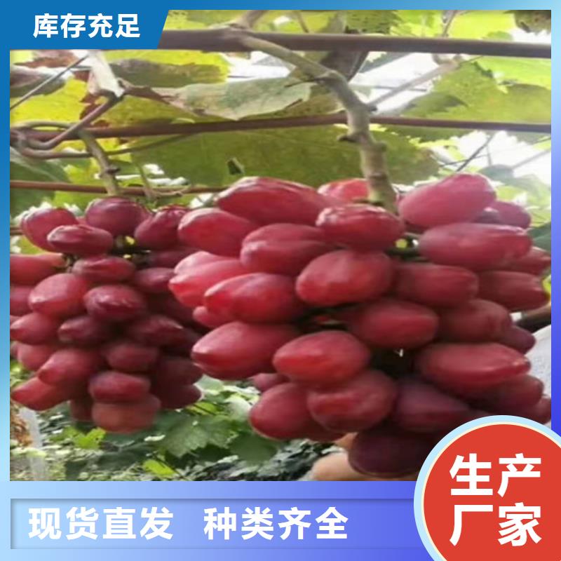 葡萄树苗生产基地