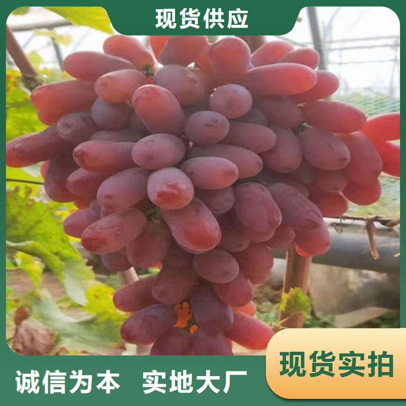 酿酒品种葡萄树苗