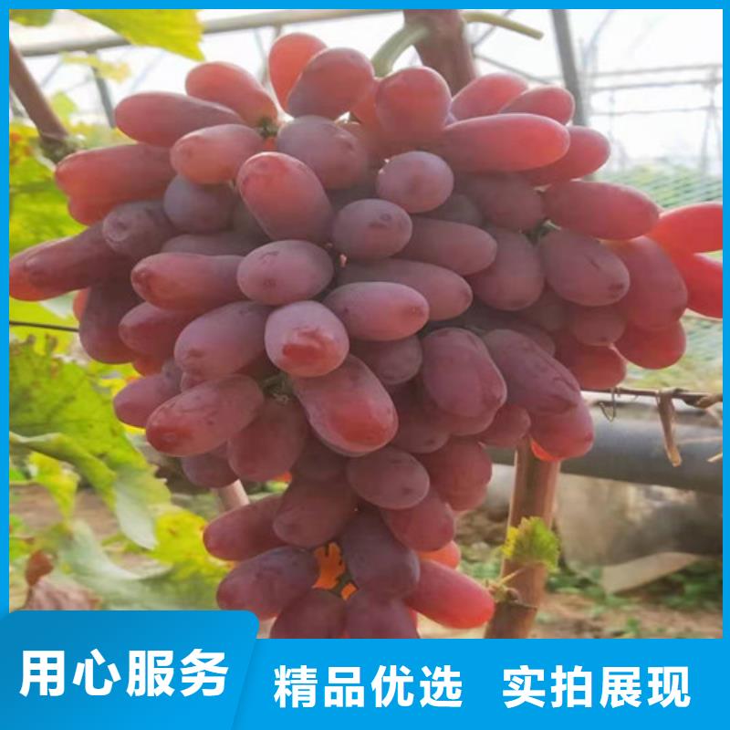 阳光十三葡萄树苗