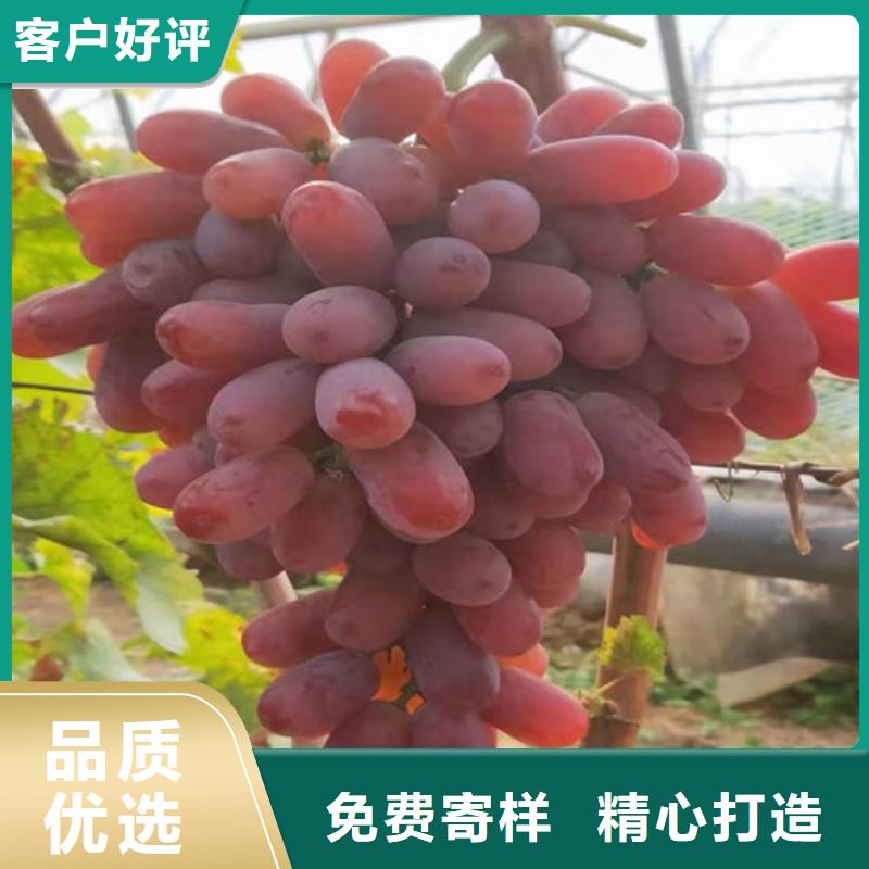早生内玛斯葡萄苗种植方法