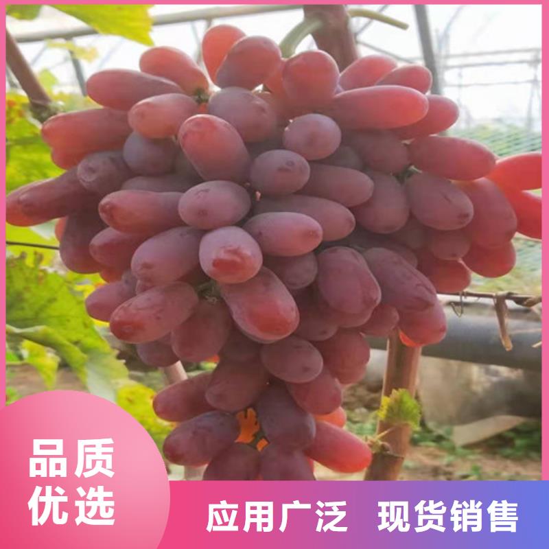 占地葡萄树苗哪里的价格低