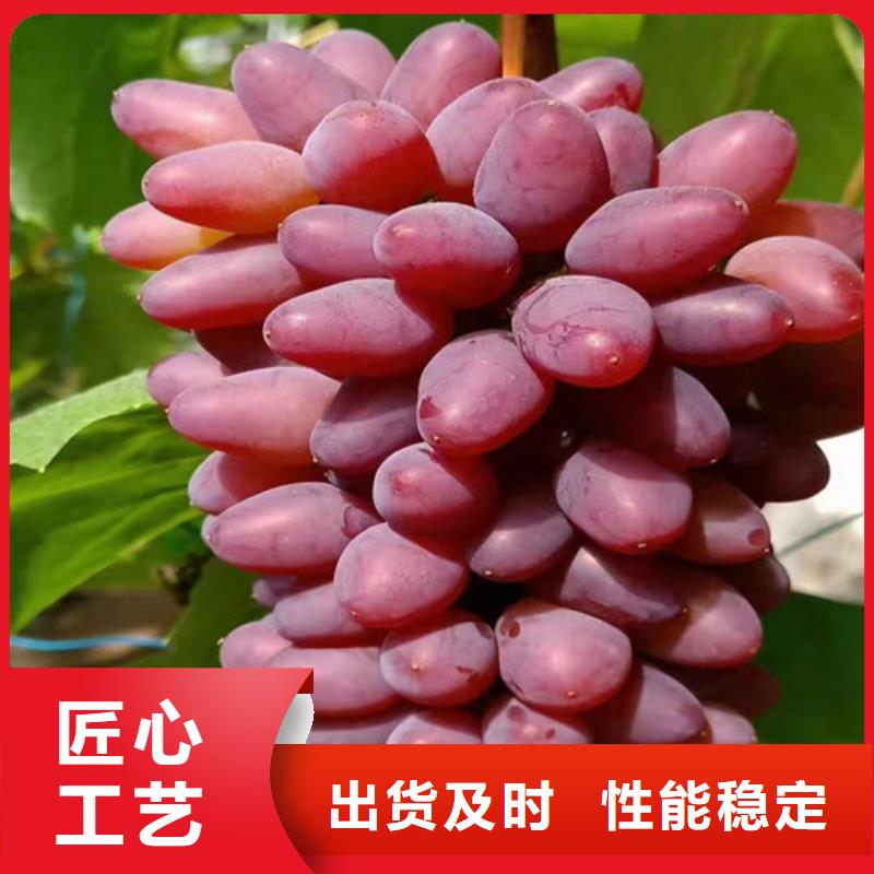 葡萄树苗生产基地