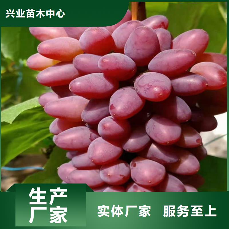 沅陵霞多丽葡萄树苗