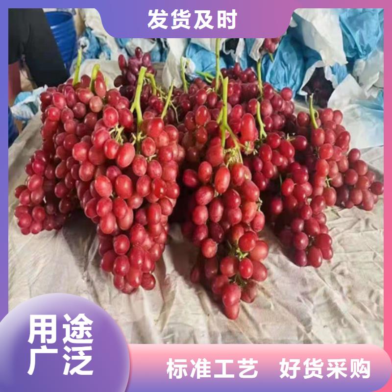 晨香葡萄树苗