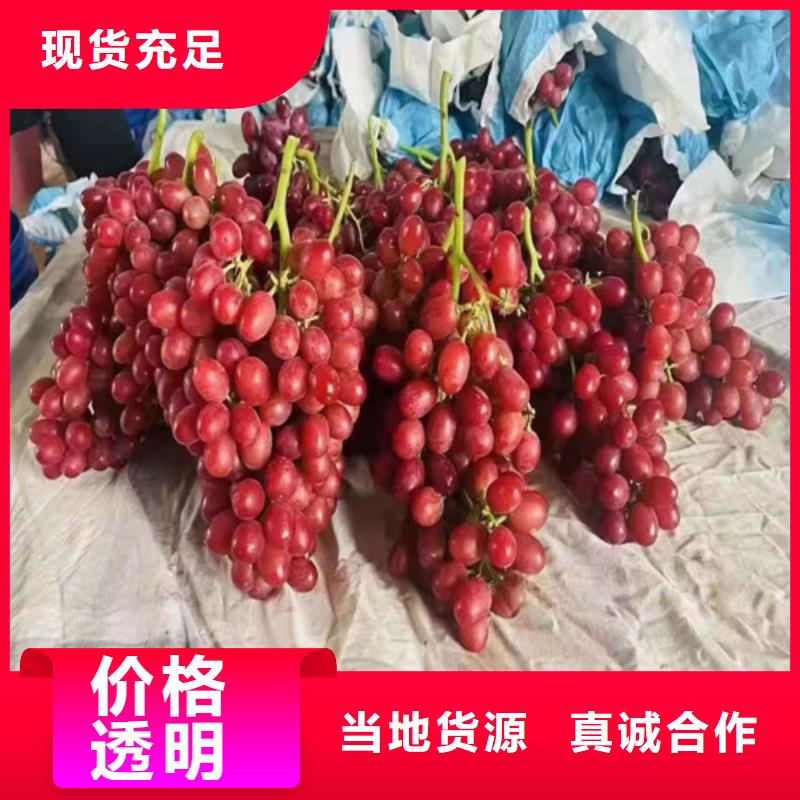 葡萄树苗批发价格