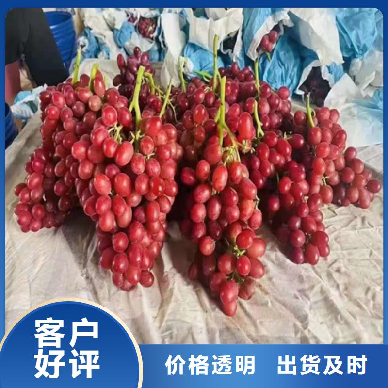 葡萄苗基地