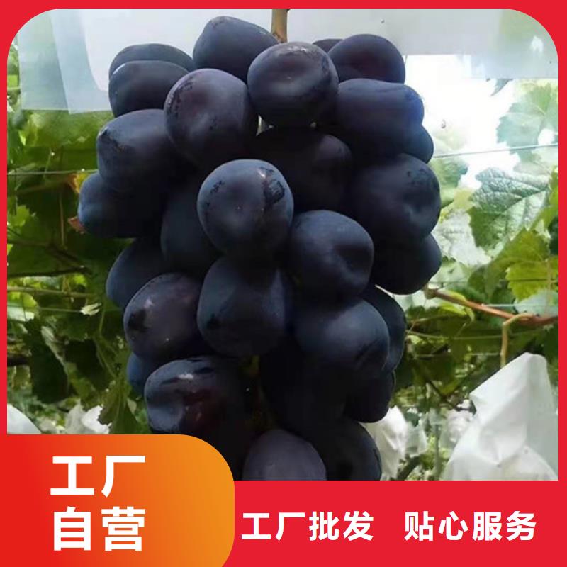葡萄树苗多少钱一株