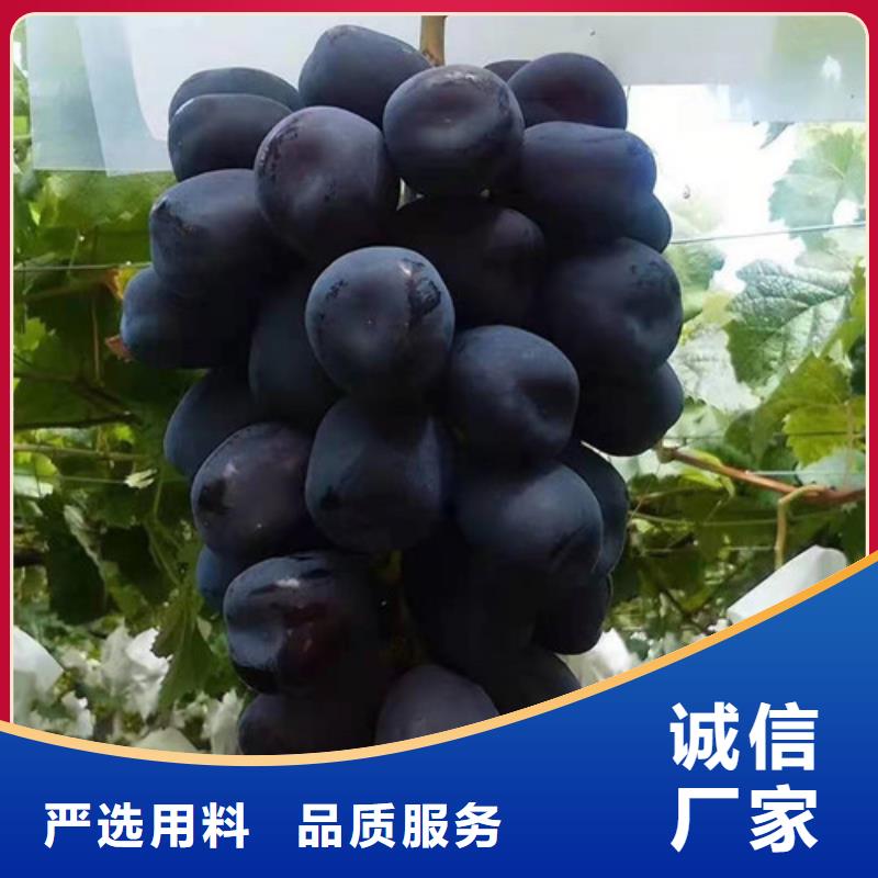 霞多丽葡萄苗用药技术