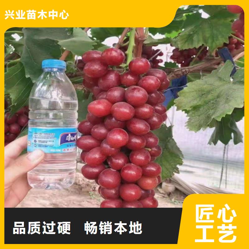 津黑皇葡萄树苗