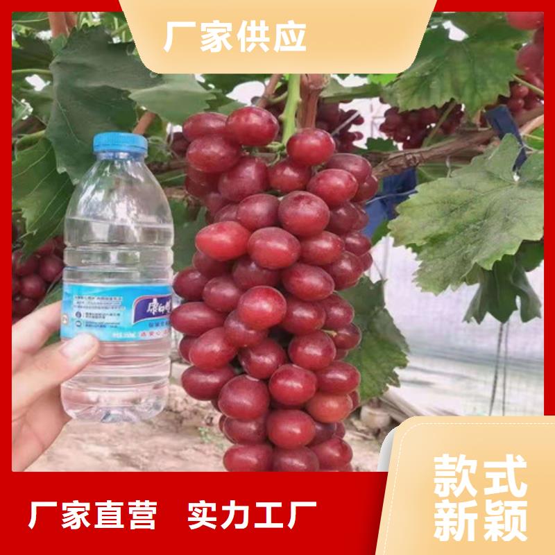酿酒品种葡萄树苗