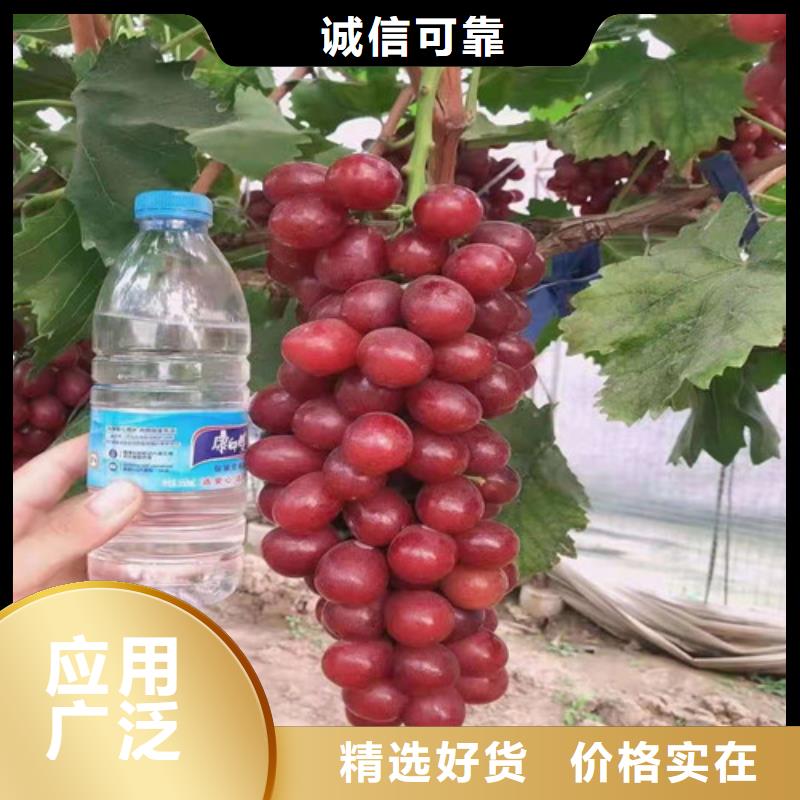葡萄苗苗圃基地
