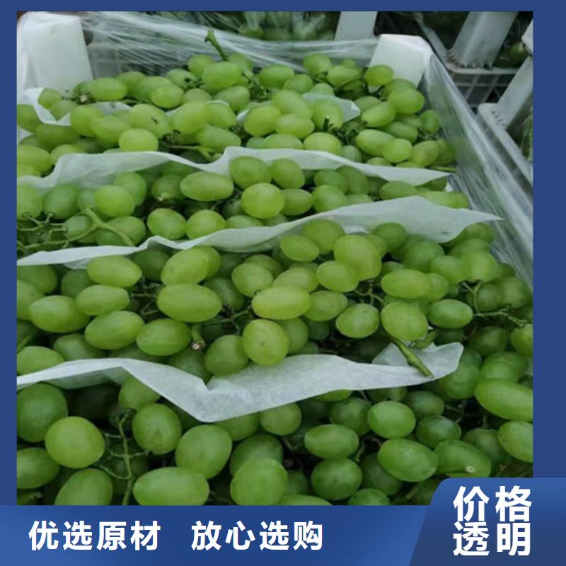 火焰无核葡萄树苗