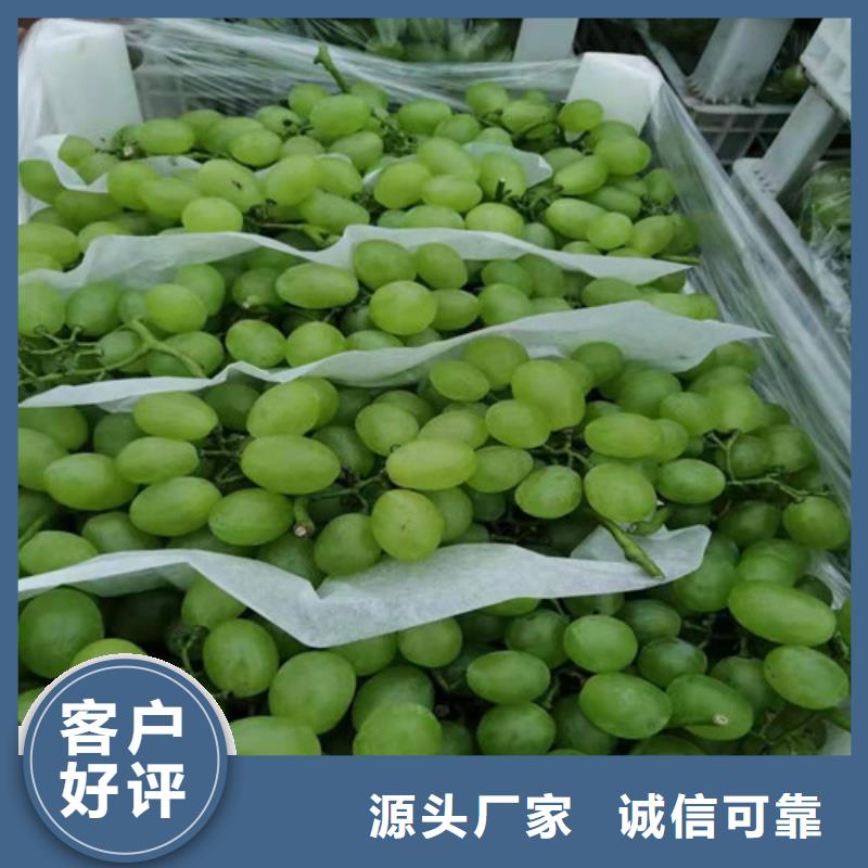 津黑皇葡萄树苗