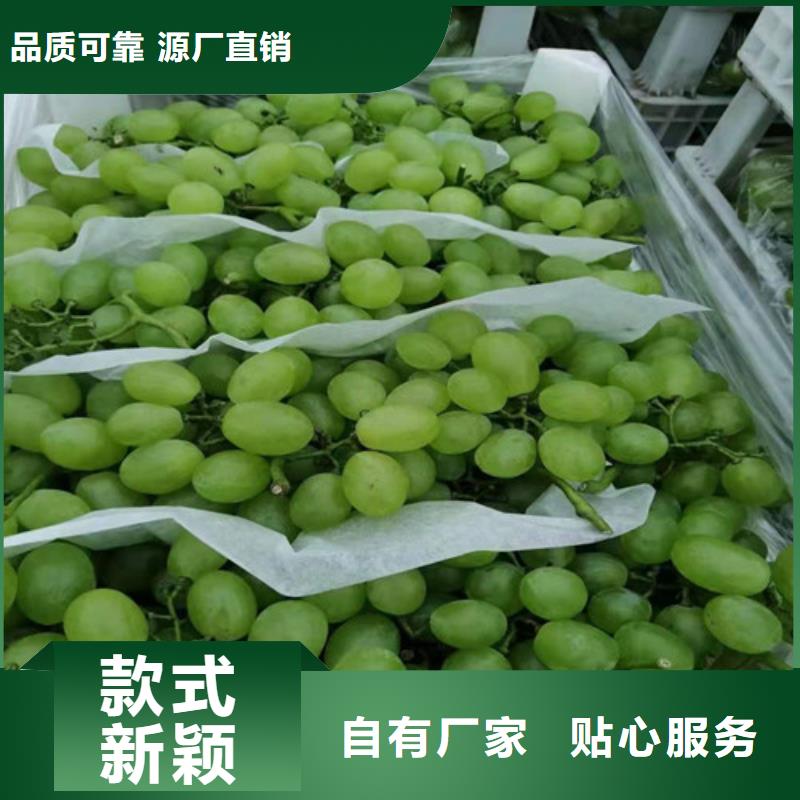 火焰无核葡萄树苗