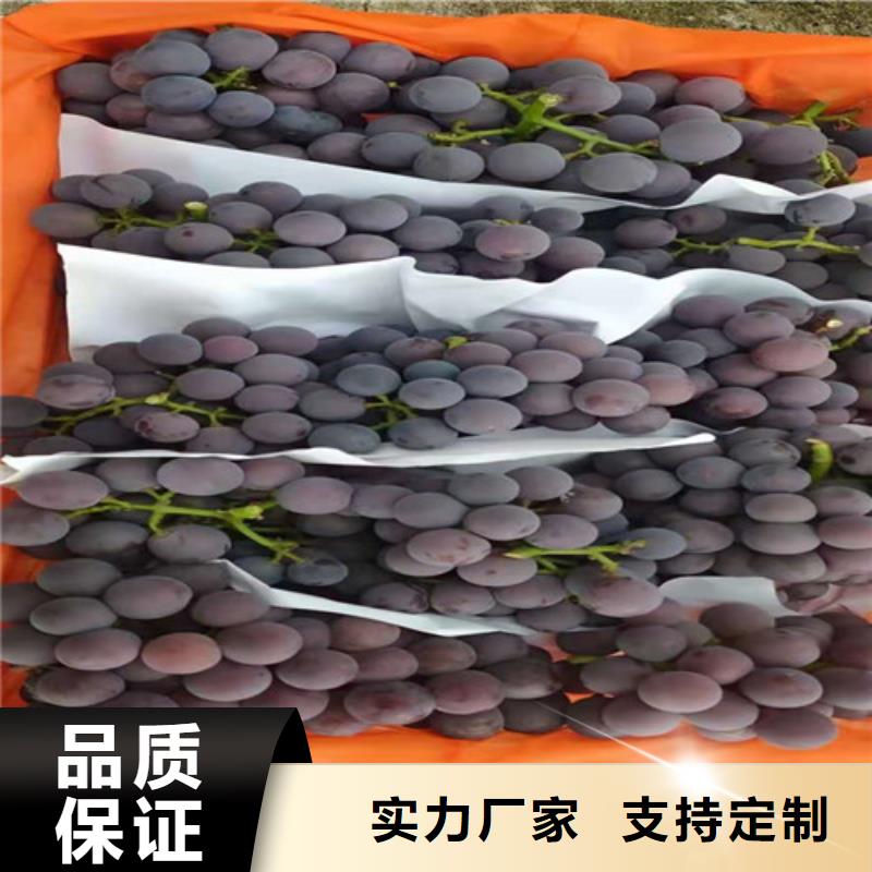 津黑皇葡萄树苗