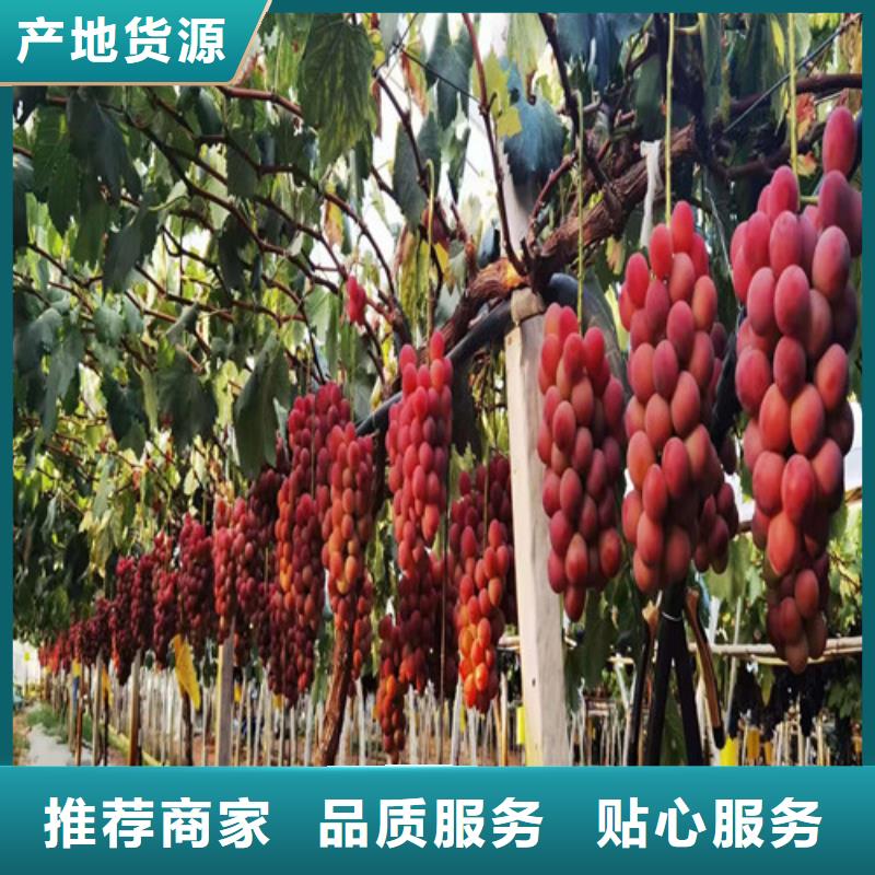 火焰无核葡萄树苗