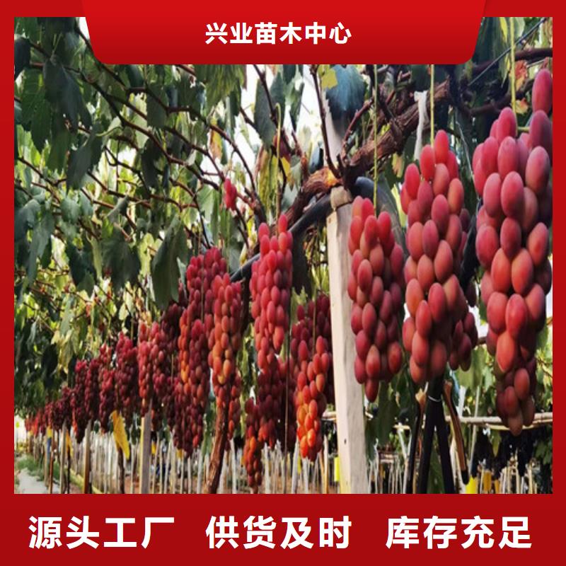 霞多丽葡萄苗用药技术