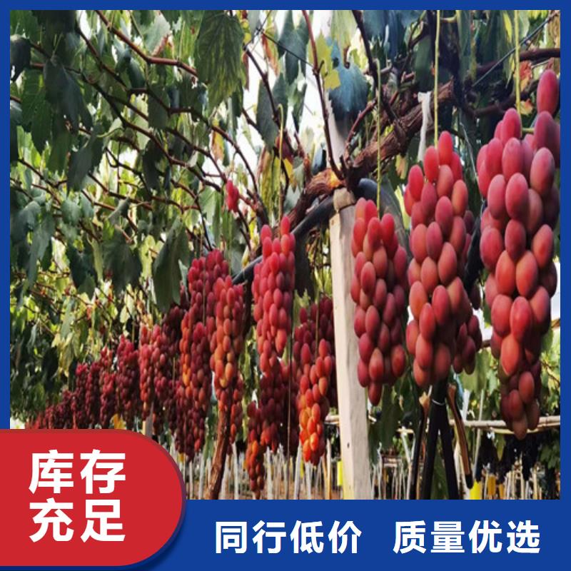 津黑皇葡萄树苗