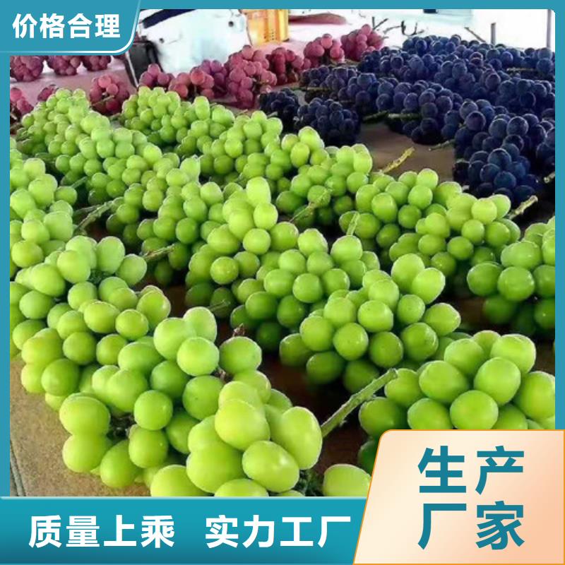 葡萄苗苗圃基地
