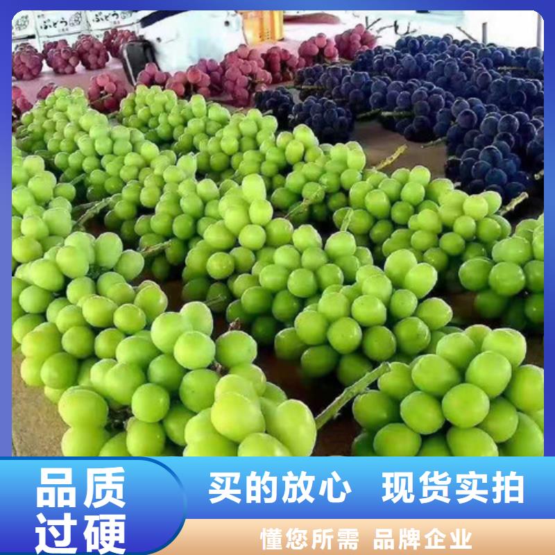 津黑皇葡萄树苗