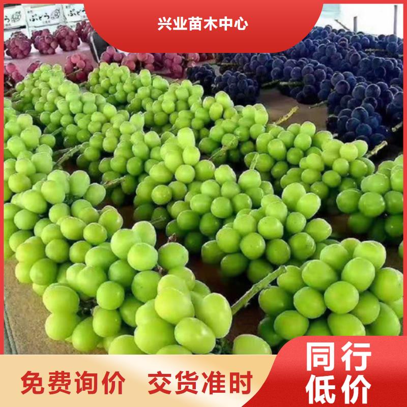 津黑皇葡萄树苗