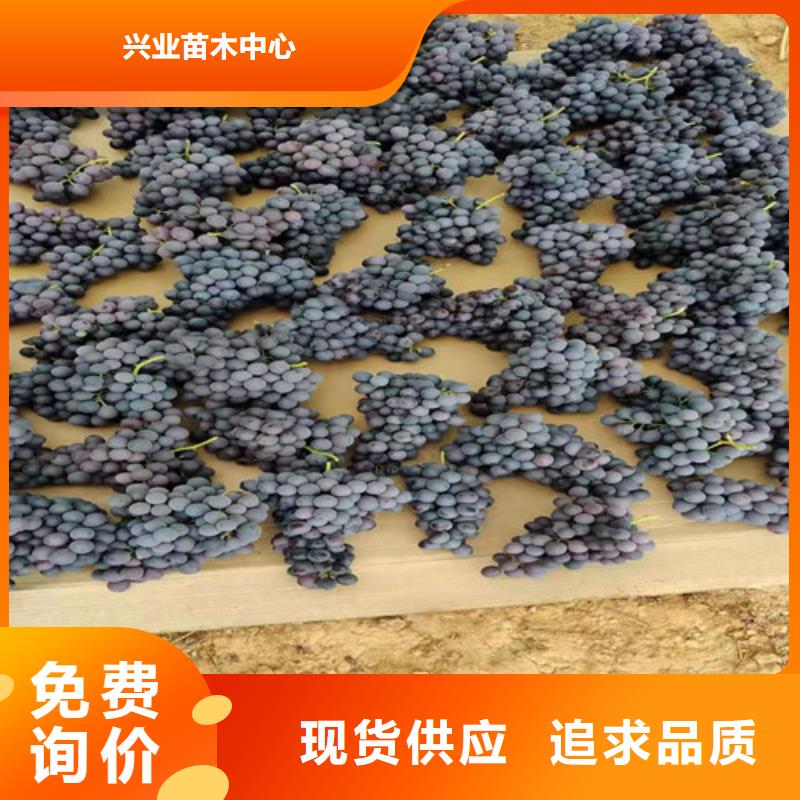 津黑皇葡萄树苗