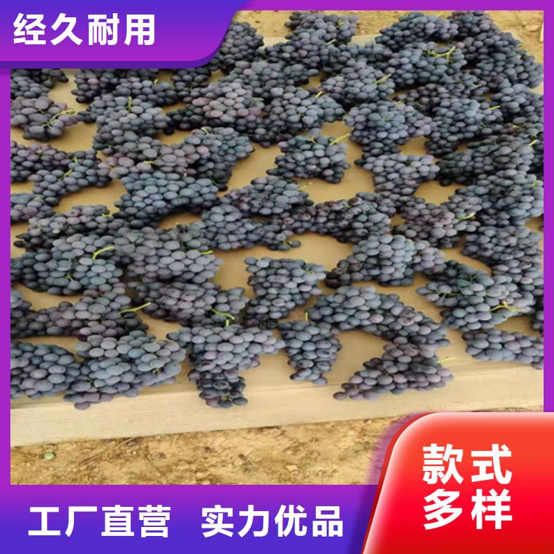 火焰无核葡萄树苗
