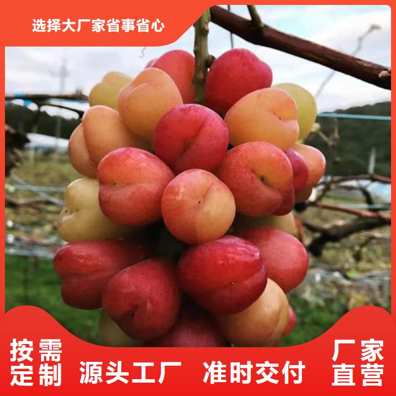 津黑皇葡萄树苗