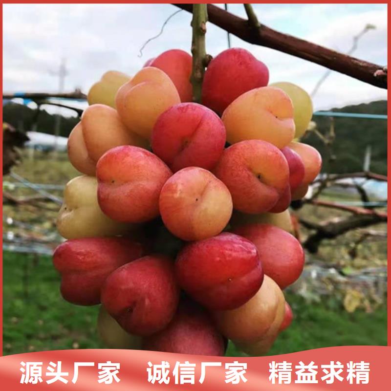 赤霞珠葡萄苗