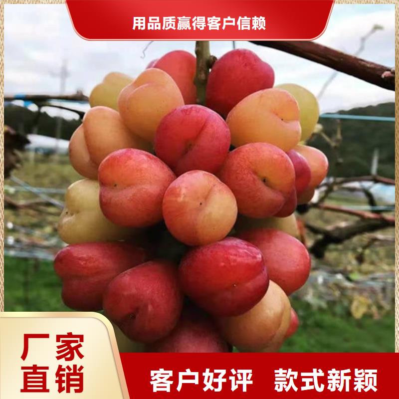 霞多丽葡萄苗用药技术