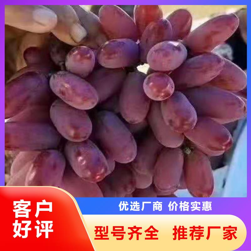 津黑皇葡萄树苗