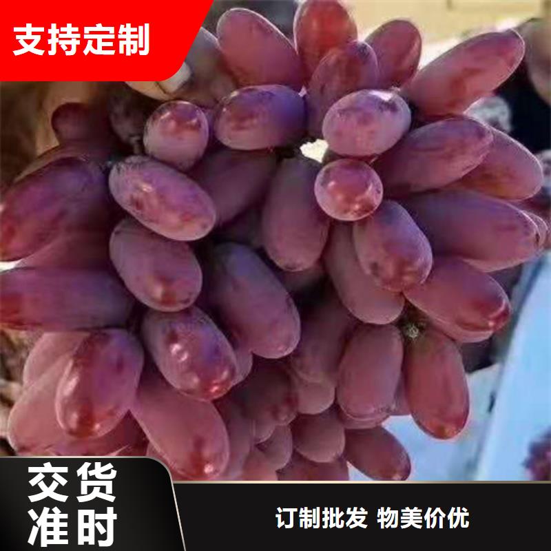 火焰无核葡萄树苗