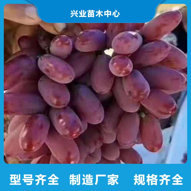 黑色甜菜葡萄树苗
