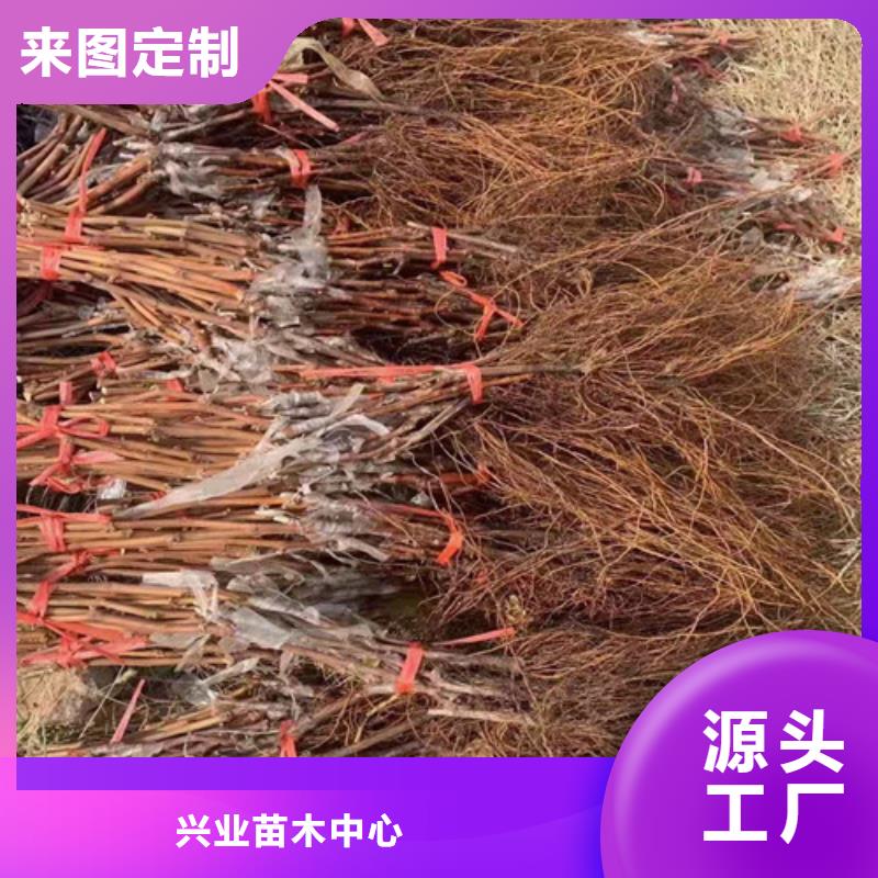 葡萄树
