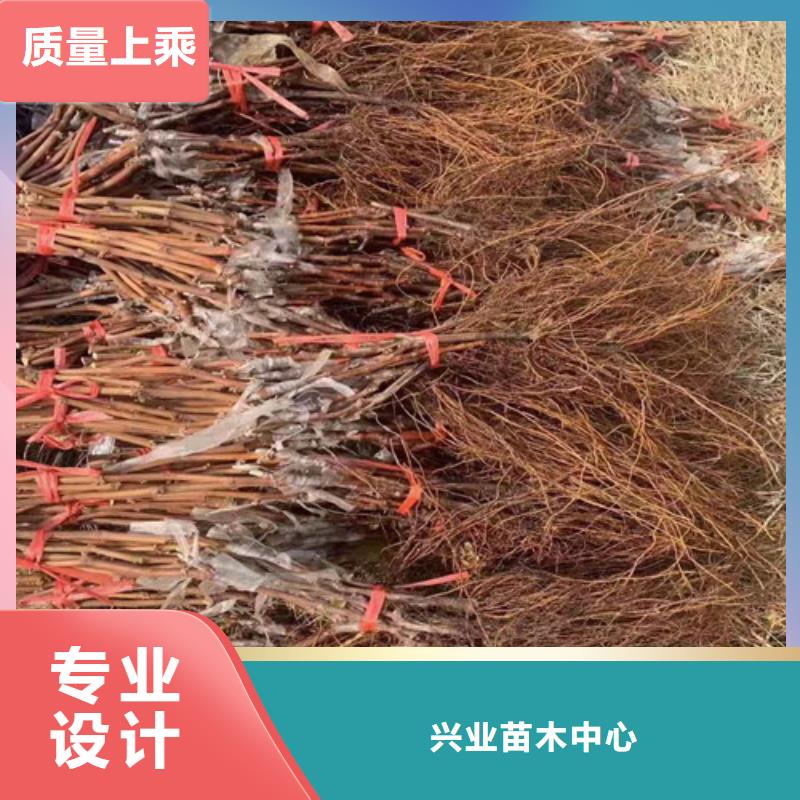 葡萄苗苗圃基地