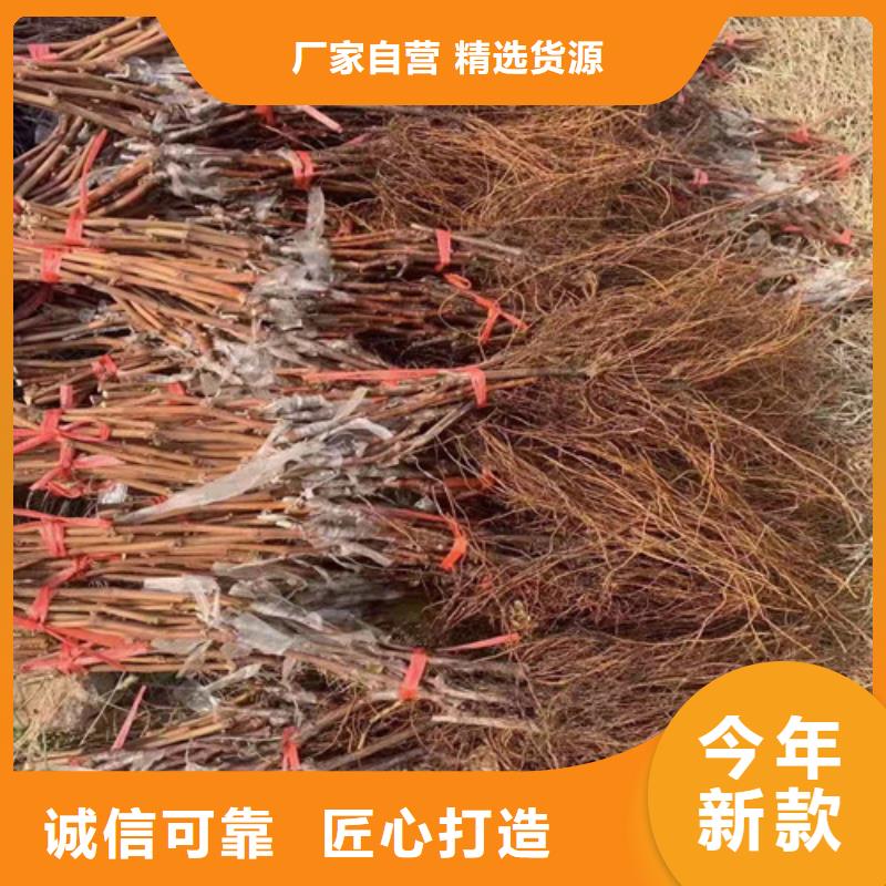 津黑皇葡萄树苗