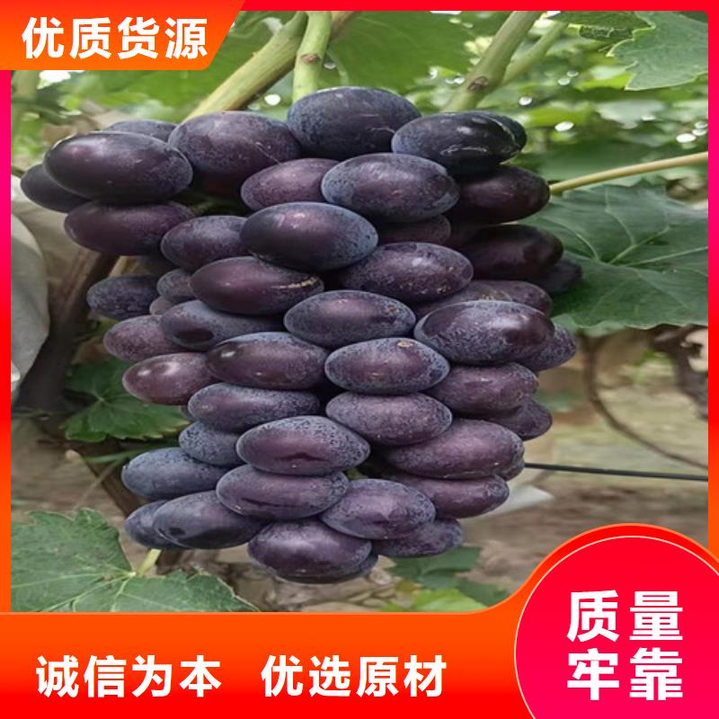 红乳葡萄树苗