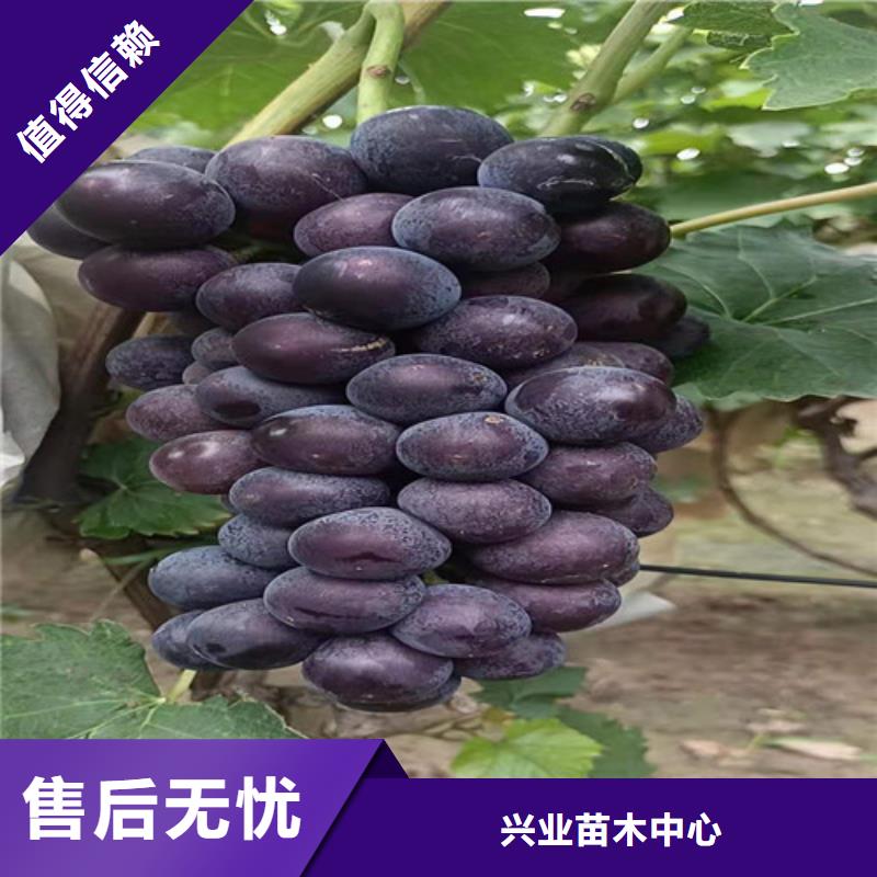 津黑皇葡萄树苗