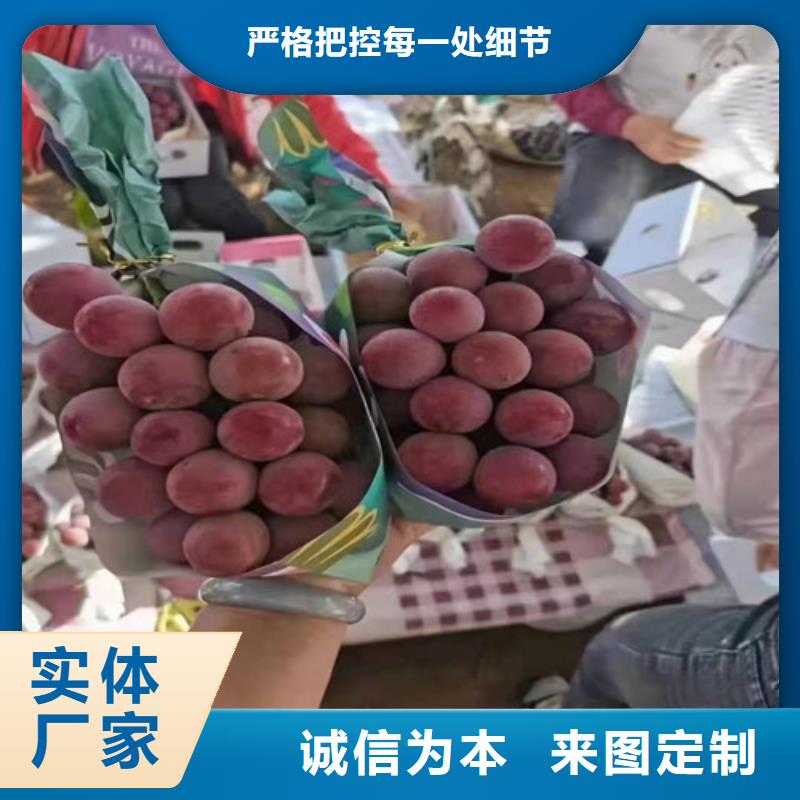 津黑皇葡萄树苗