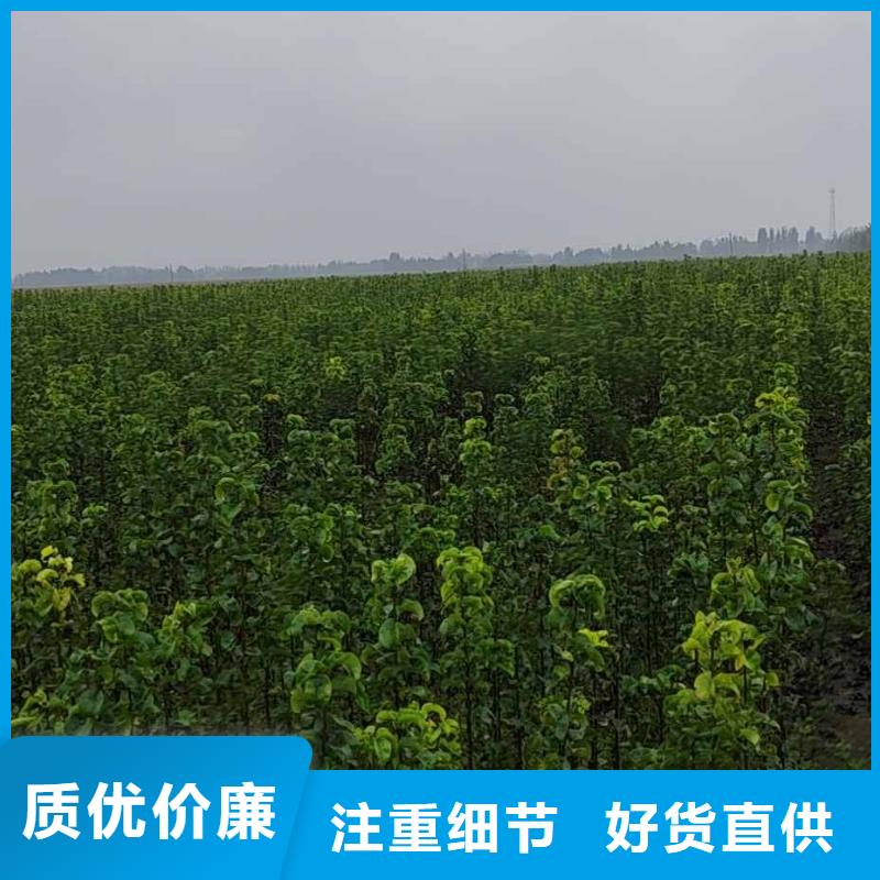 秋月梨种植苗一颗多少钱