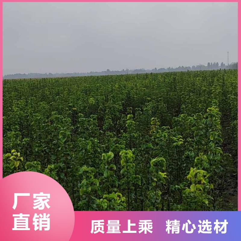 梨,奥红一号梨苗产地直供