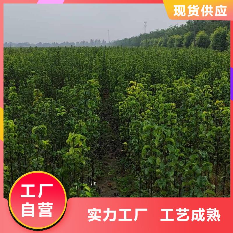 秋月梨树苗苗木经销处