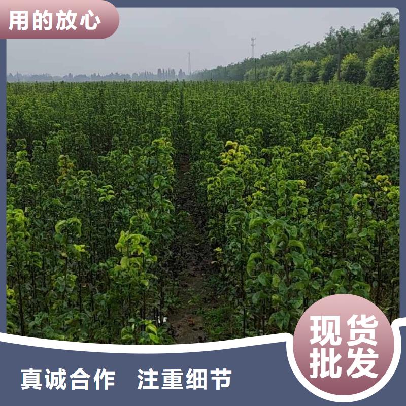 秋月梨种植苗价格