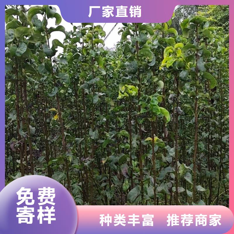 秋月梨树苗病虫防治