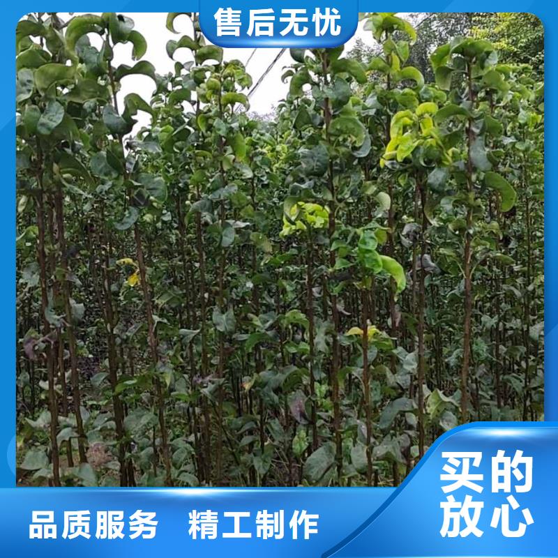 梨香酥梨树苗来图加工定制