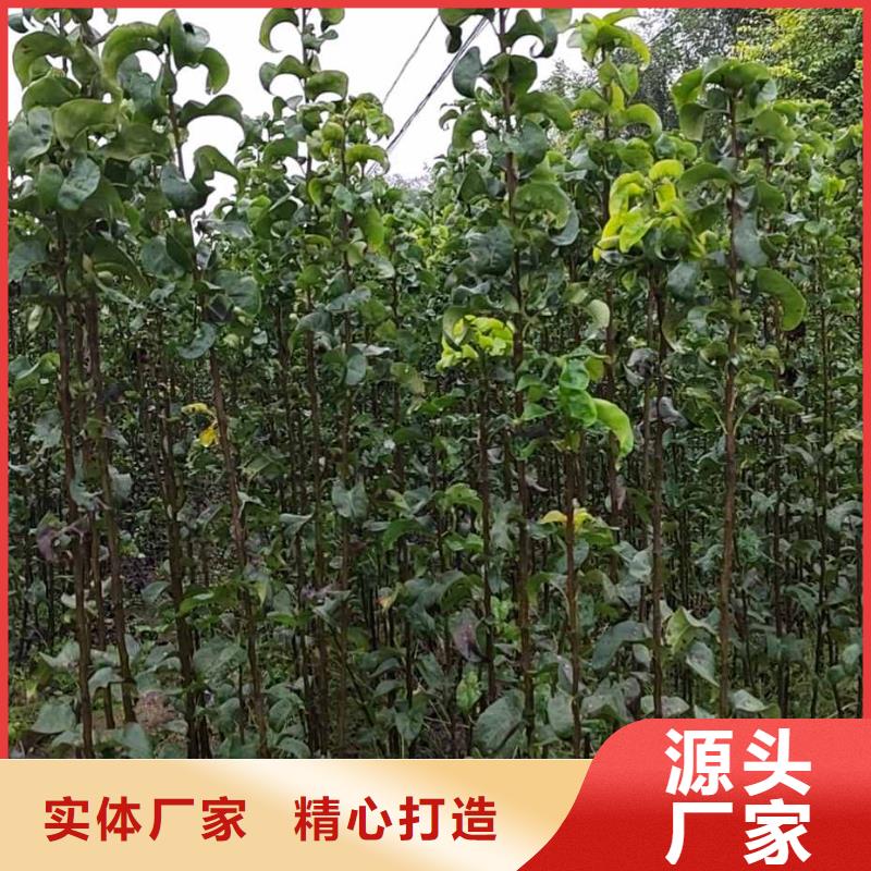 秋月梨树苗苗木经销处