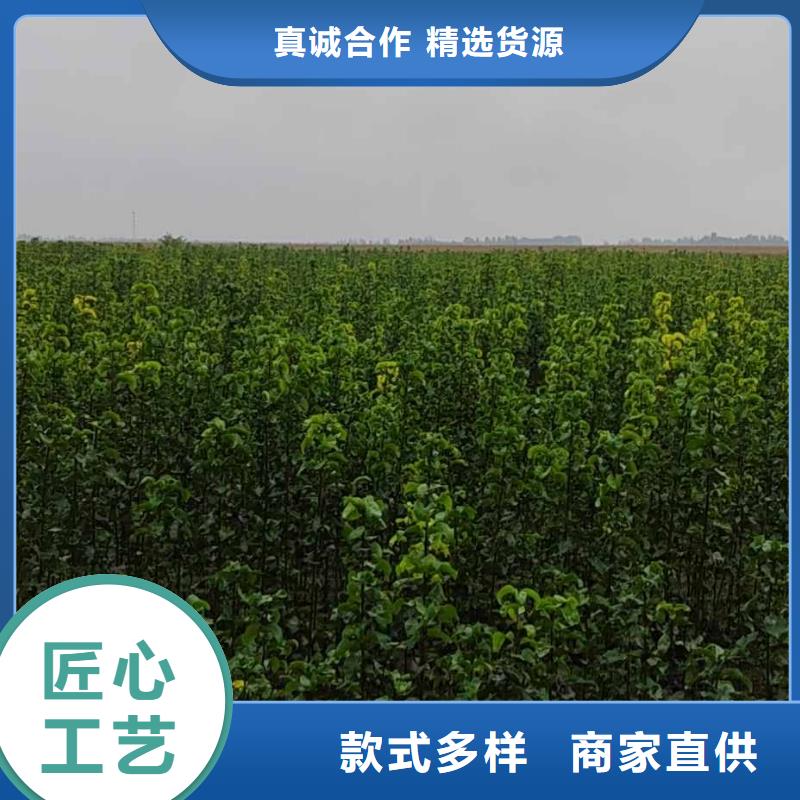 秋月梨种植苗一亩地种植利润