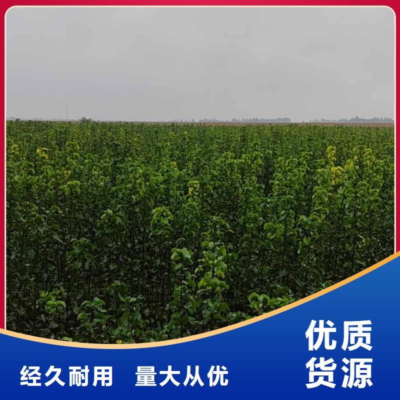 秋月梨苗生产基地